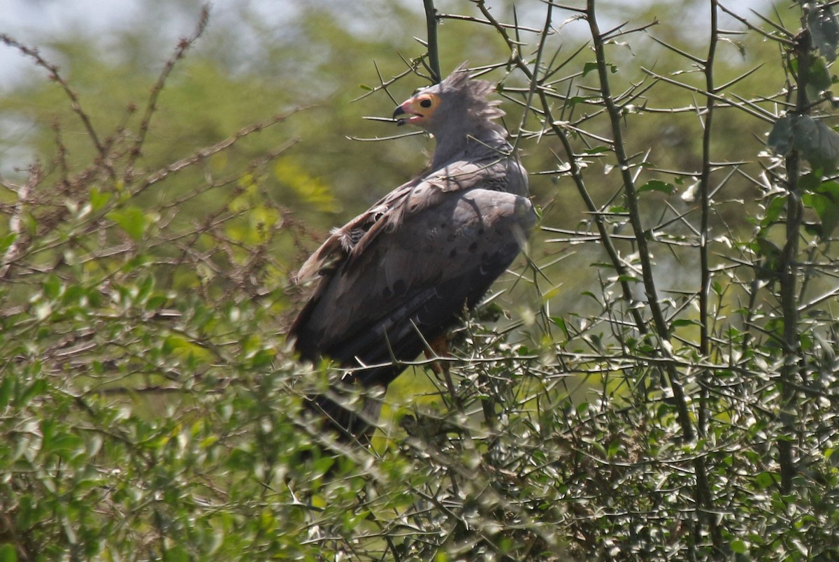 African Harrier-Hawk - ML107017631