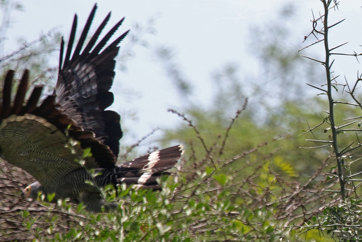 African Harrier-Hawk - ML107017651