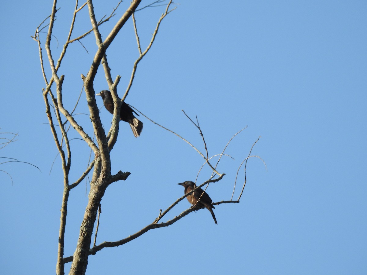 Common Grackle - ML107017691