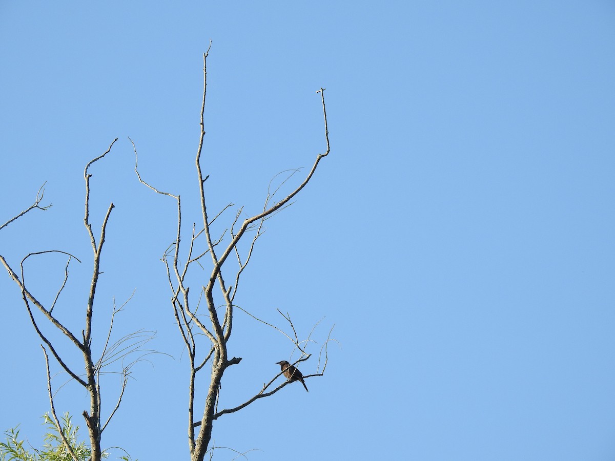 Common Grackle - ML107017761