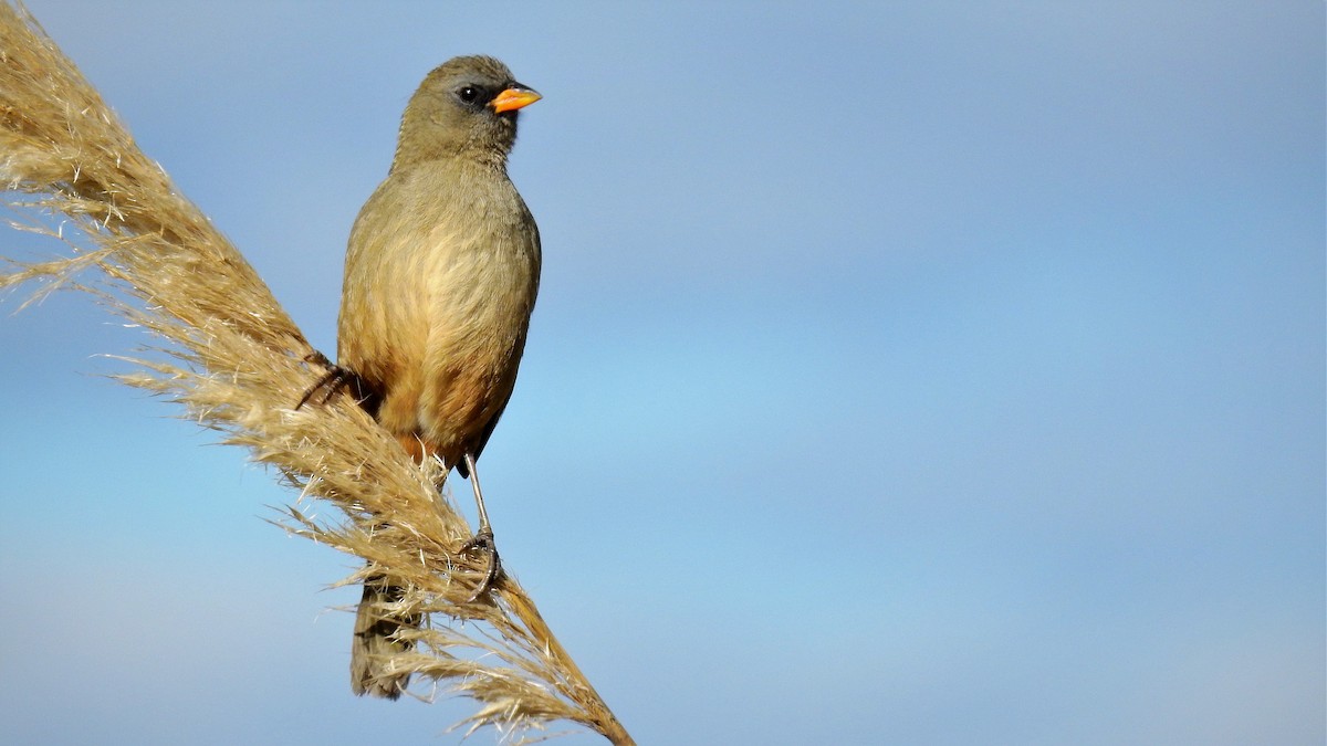 Great Pampa-Finch - ML107018011