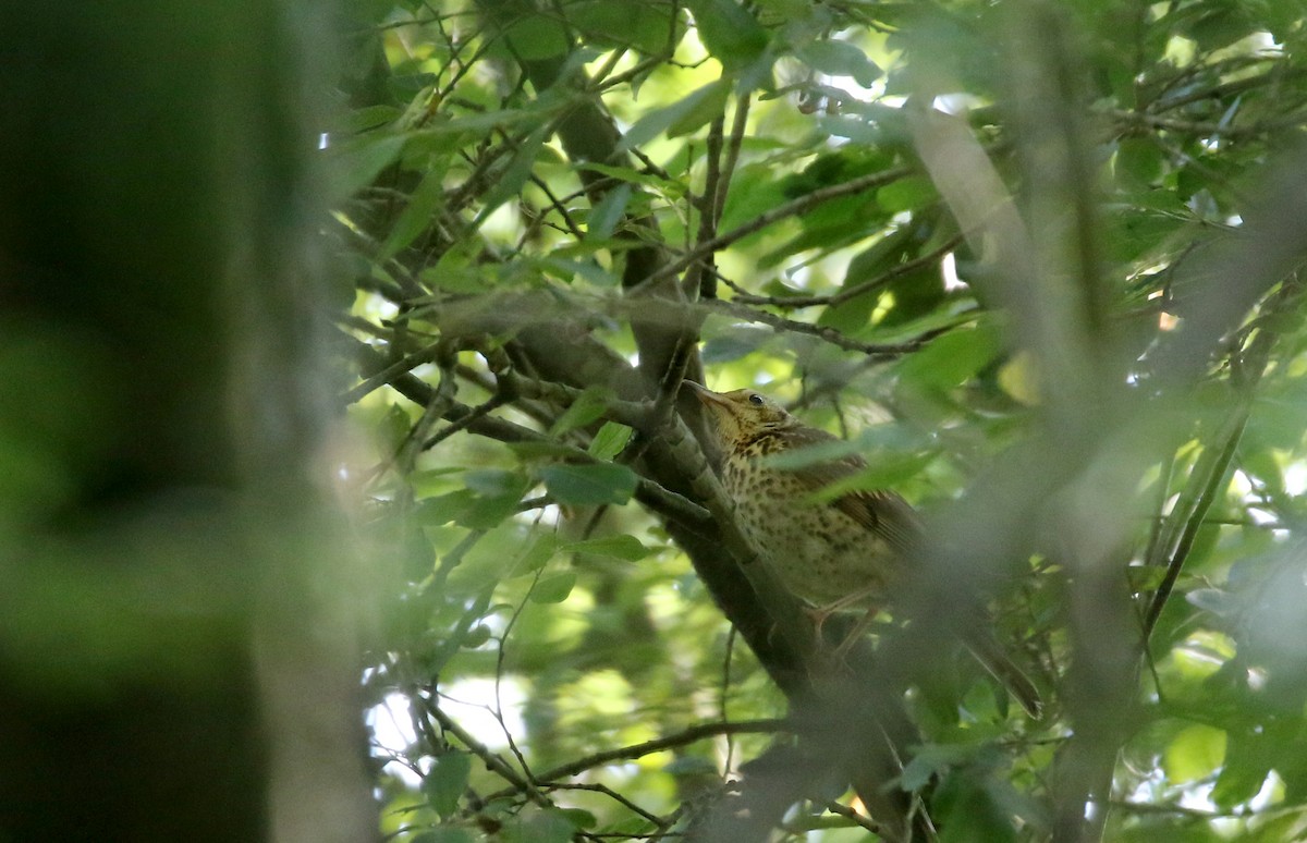 Song Thrush - Jay McGowan