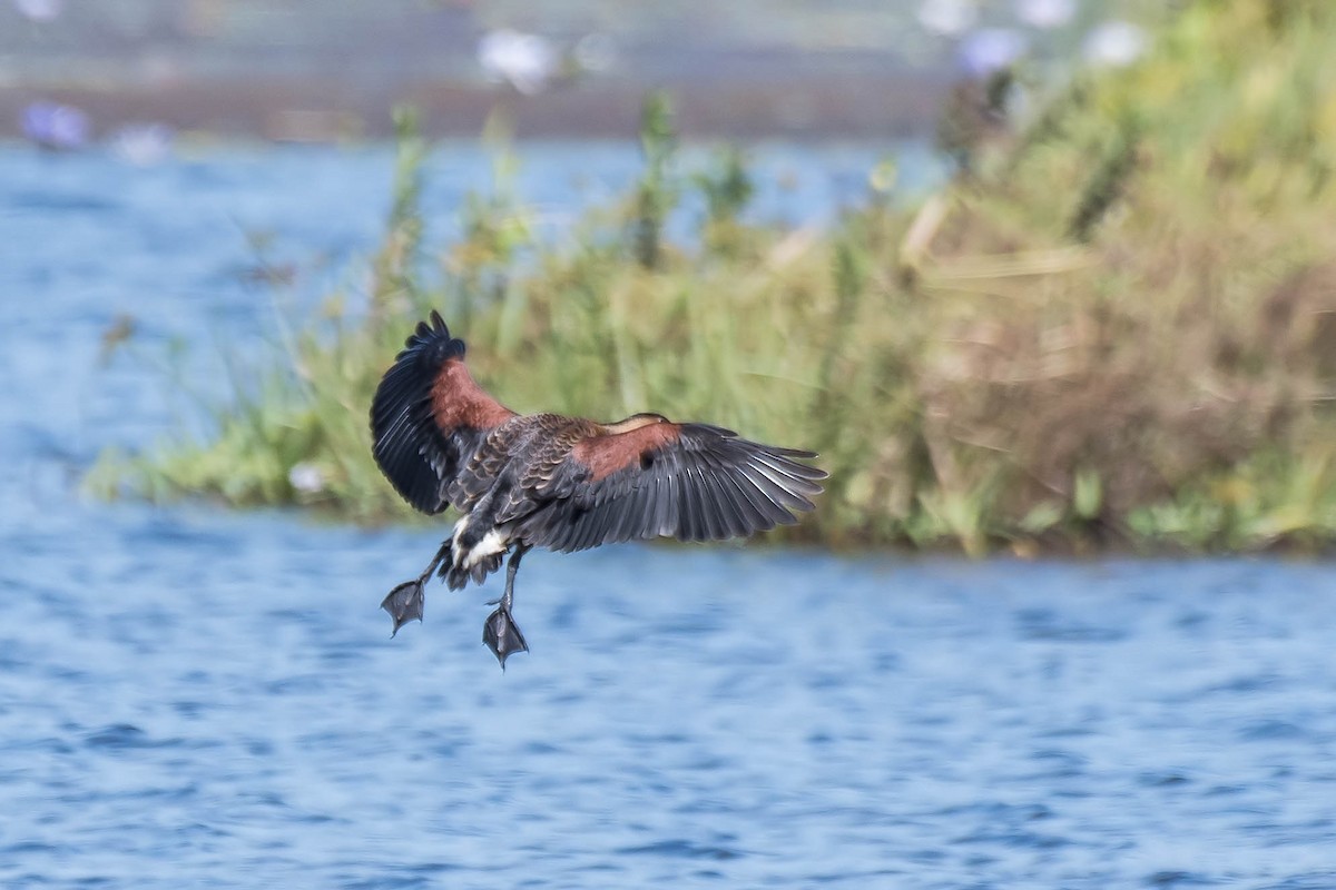 Wandering Whistling-Duck - Terence Alexander