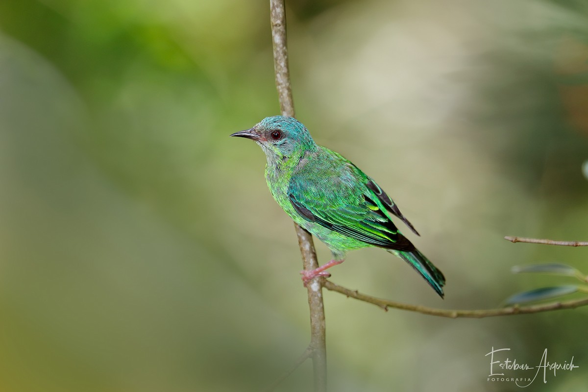 Blaukopfpitpit - ML107019261