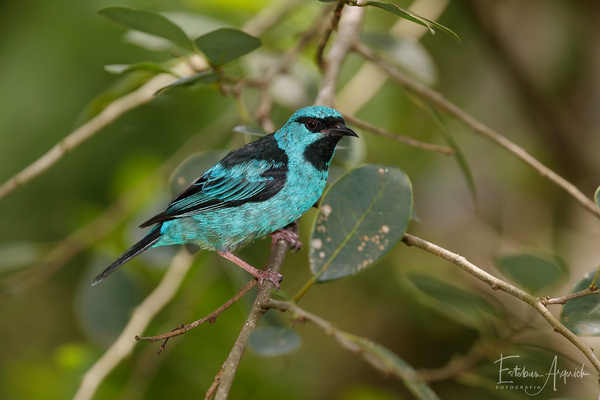 Blue Dacnis - ML107019271