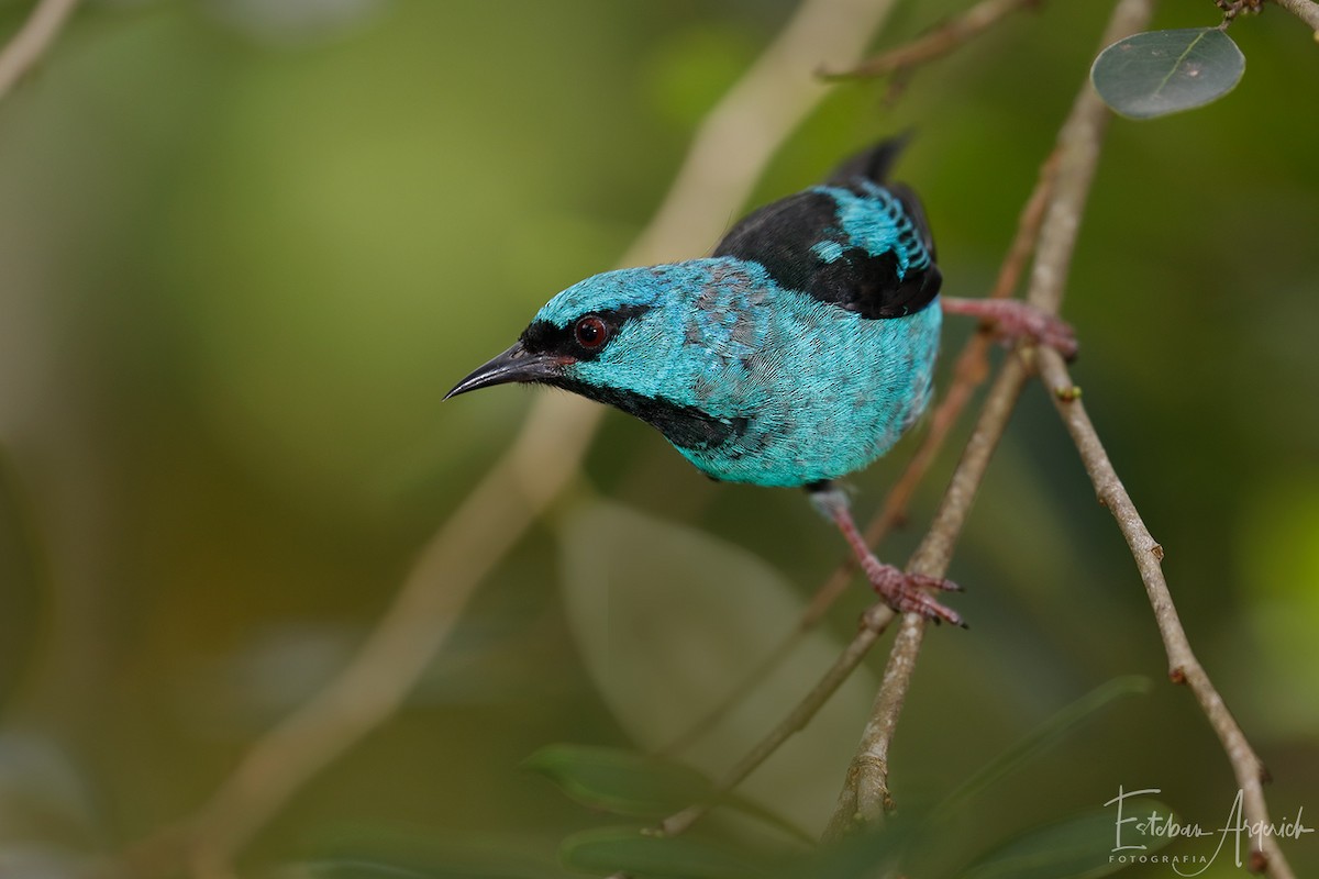 Blaukopfpitpit - ML107019281