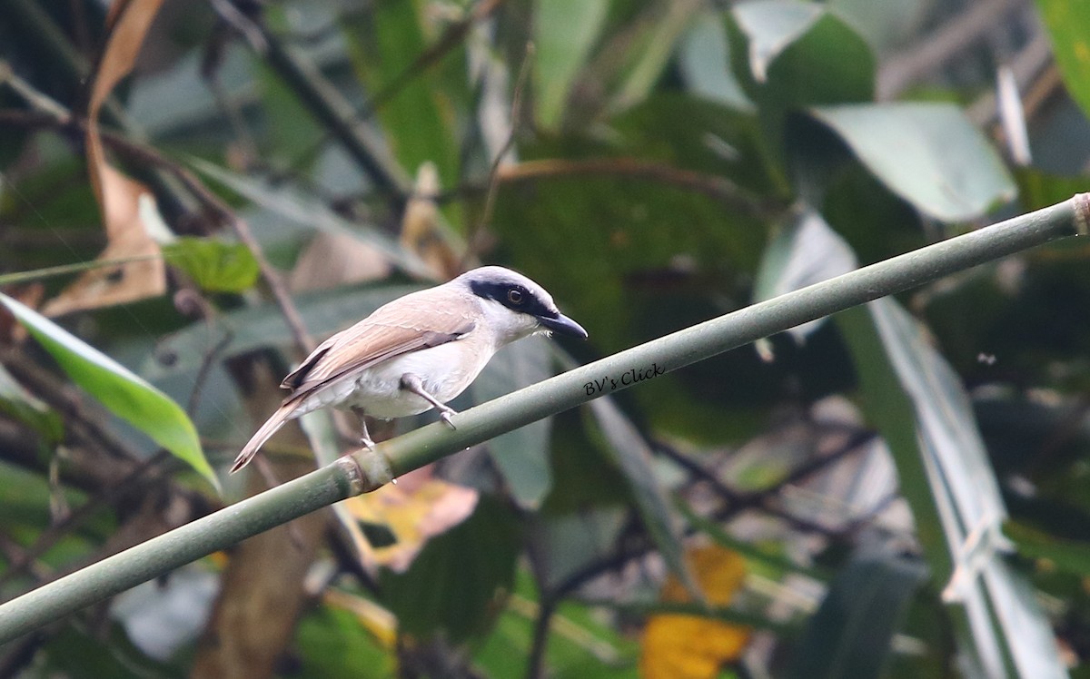 Large Woodshrike - Bhaarat Vyas