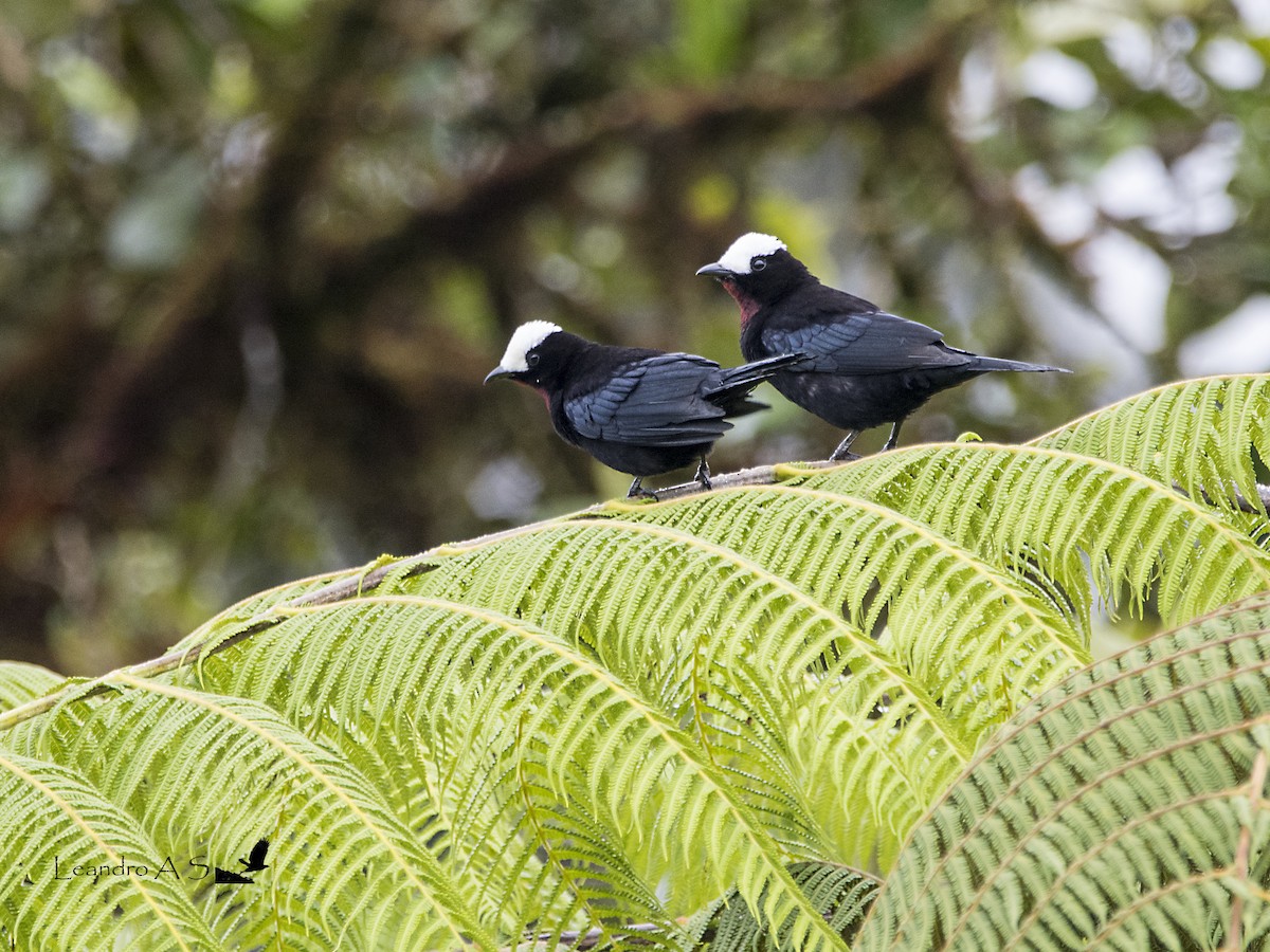 White-capped Tanager - ML107020401