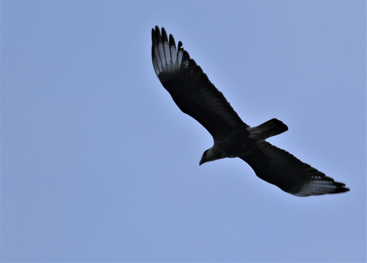 Crested Caracara (Southern) - ML107020721