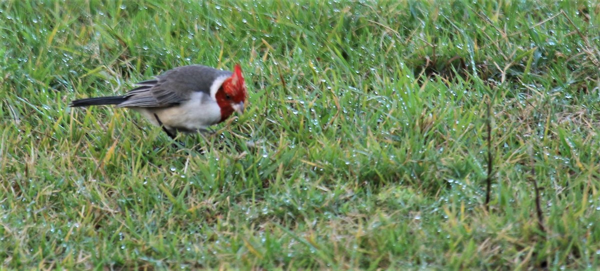 Red-crested Cardinal - ML107021021