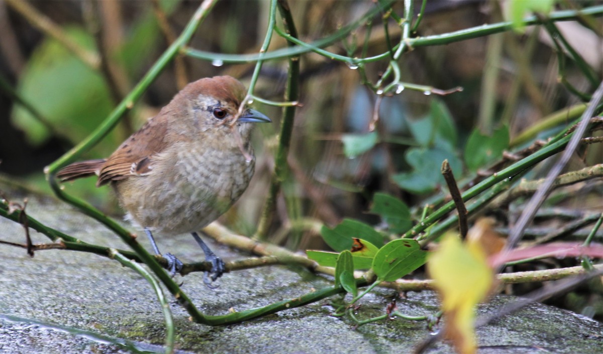 Rufous-capped Antshrike - ML107021051