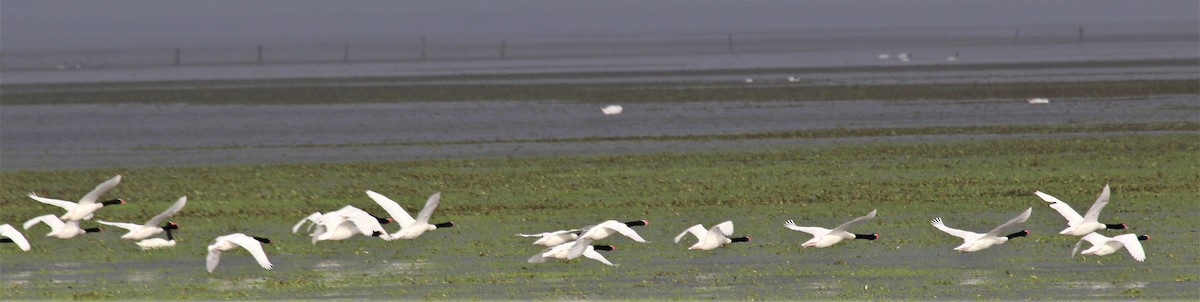 Black-necked Swan - ML107021201