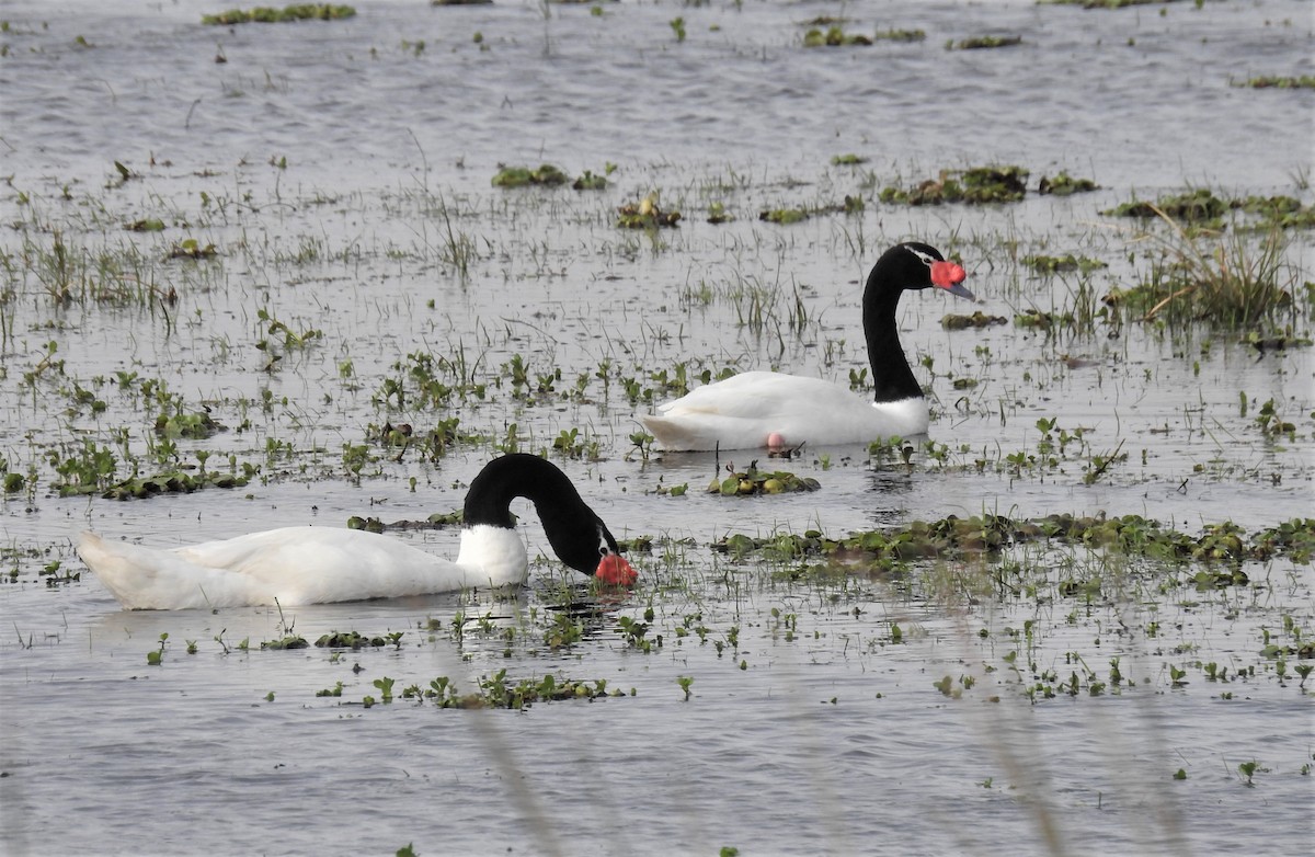 Black-necked Swan - ML107021261