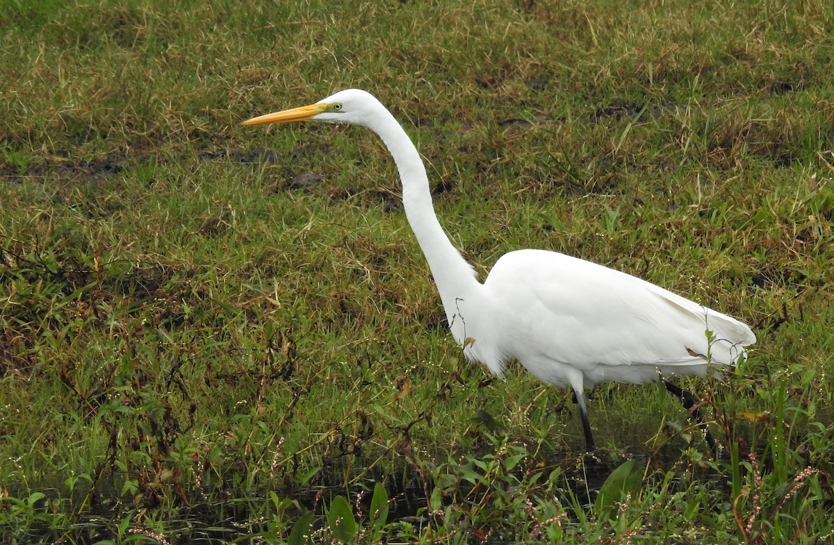 Great Egret - ML107021461