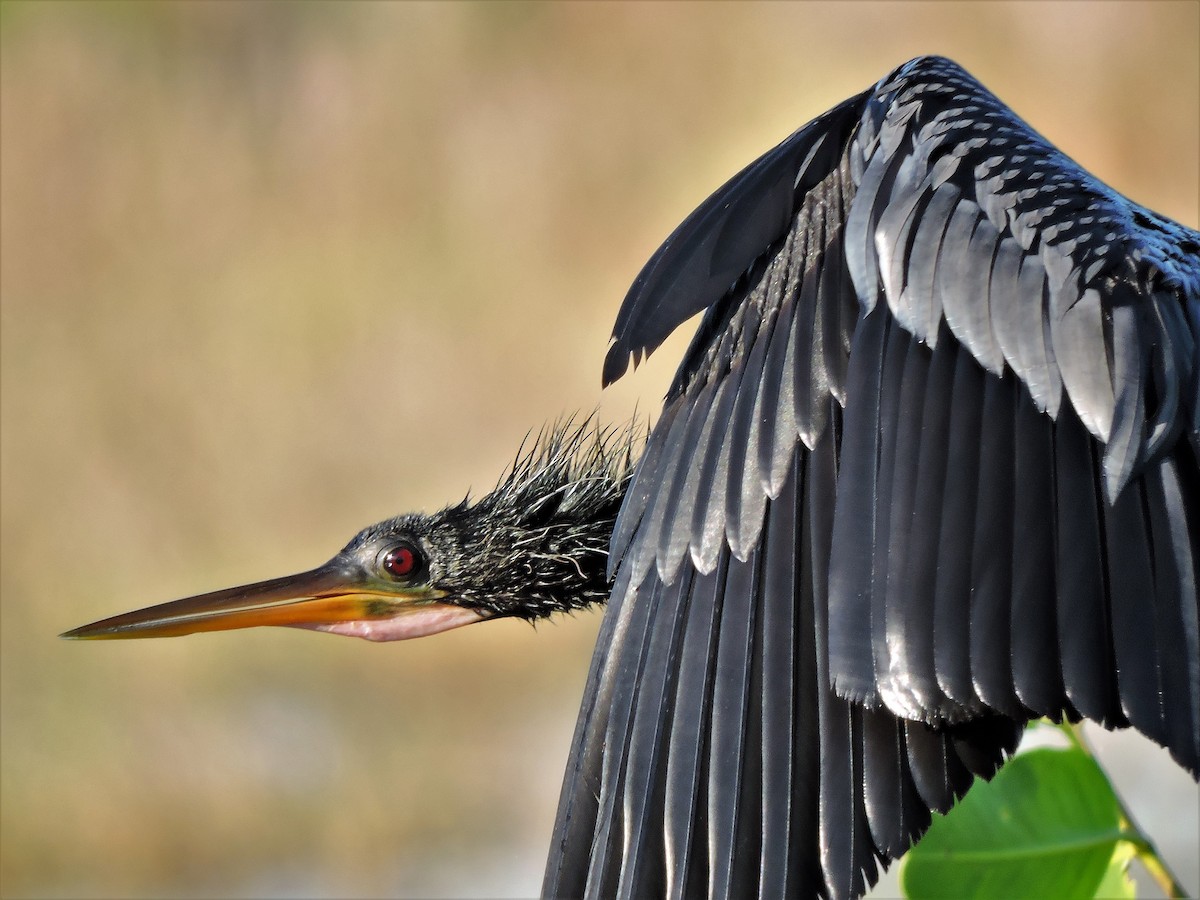 Anhinga Americana - ML107021481