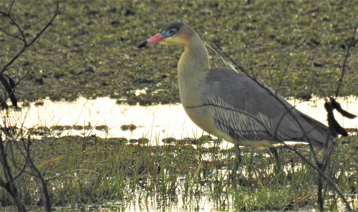 Whistling Heron - ML107021491