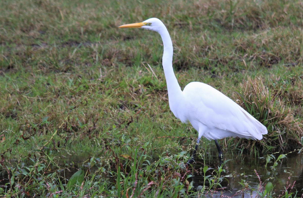 Grande Aigrette - ML107021511