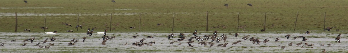 Ringed Teal - ML107021521