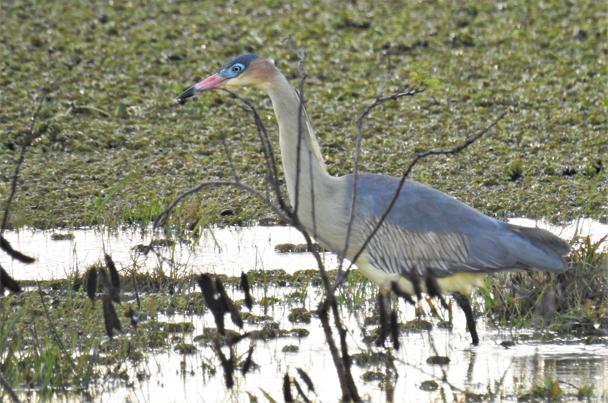 Whistling Heron - ML107021581