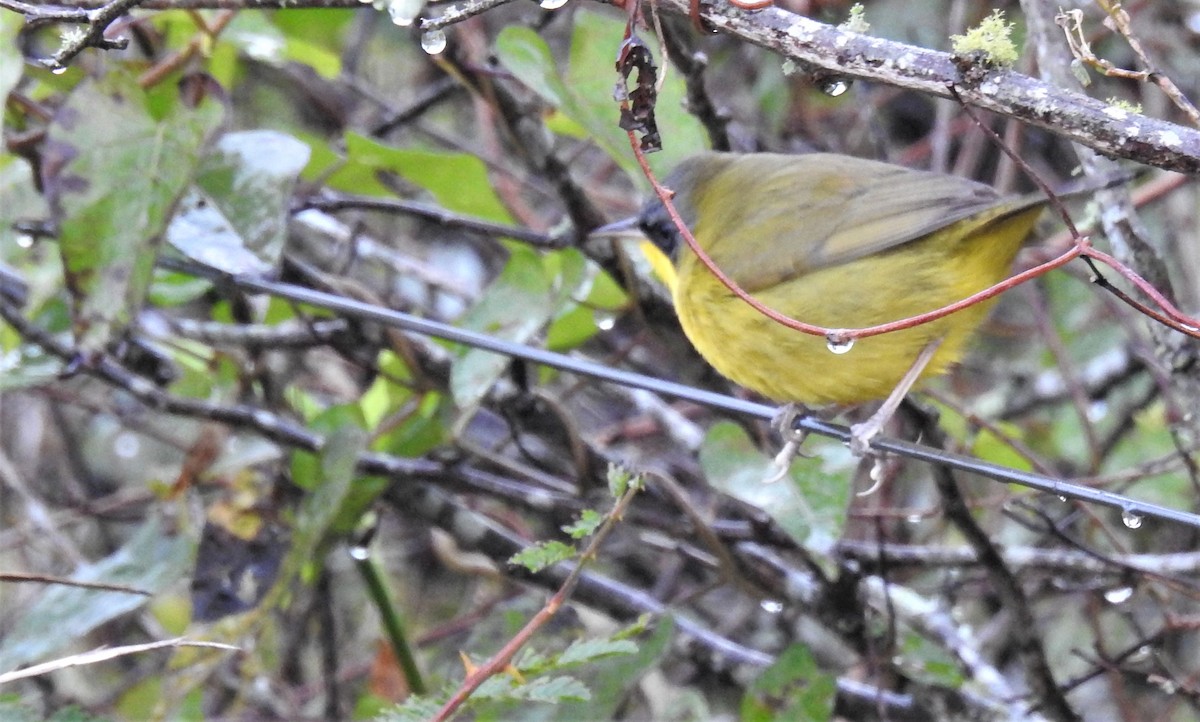 Southern Yellowthroat - ML107021691