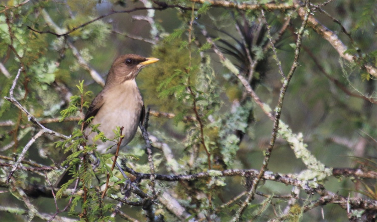 Creamy-bellied Thrush - ML107021721