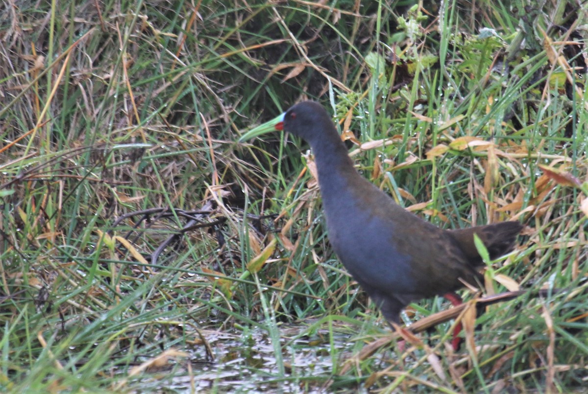 Plumbeous Rail - ML107021741