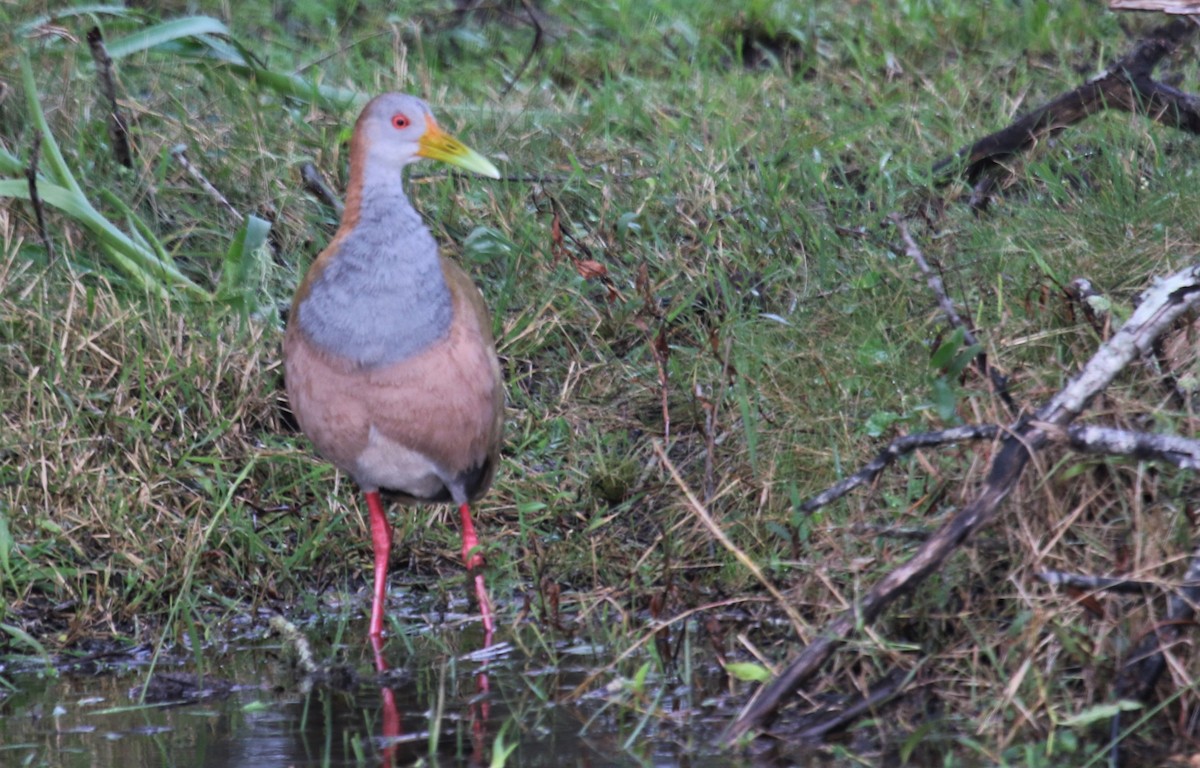 Giant Wood-Rail - ML107021891