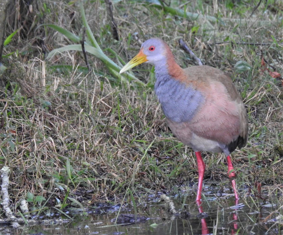 Giant Wood-Rail - ML107021951