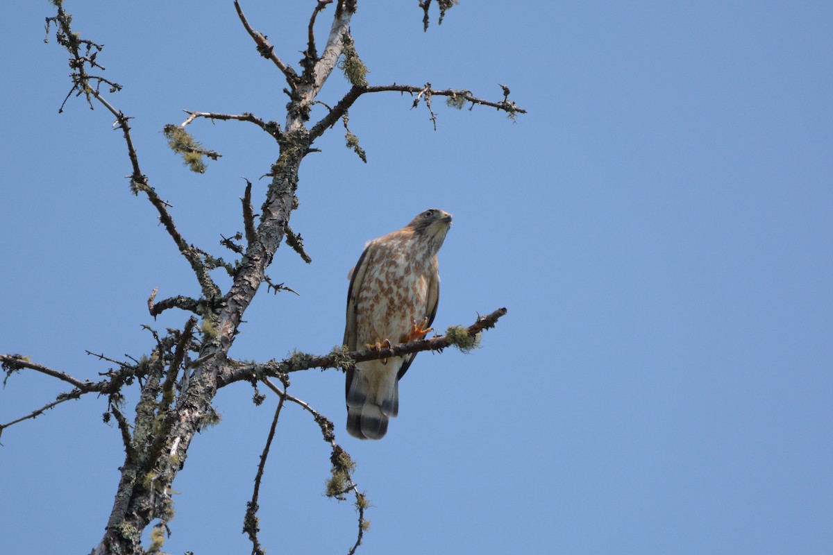 Broad-winged Hawk - ML107023831