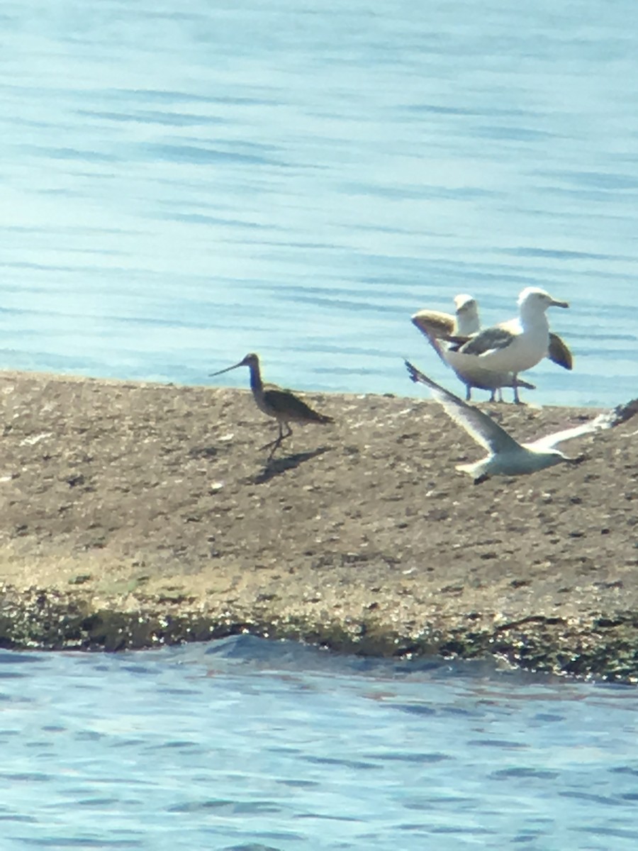 Marbled Godwit - ML107025201