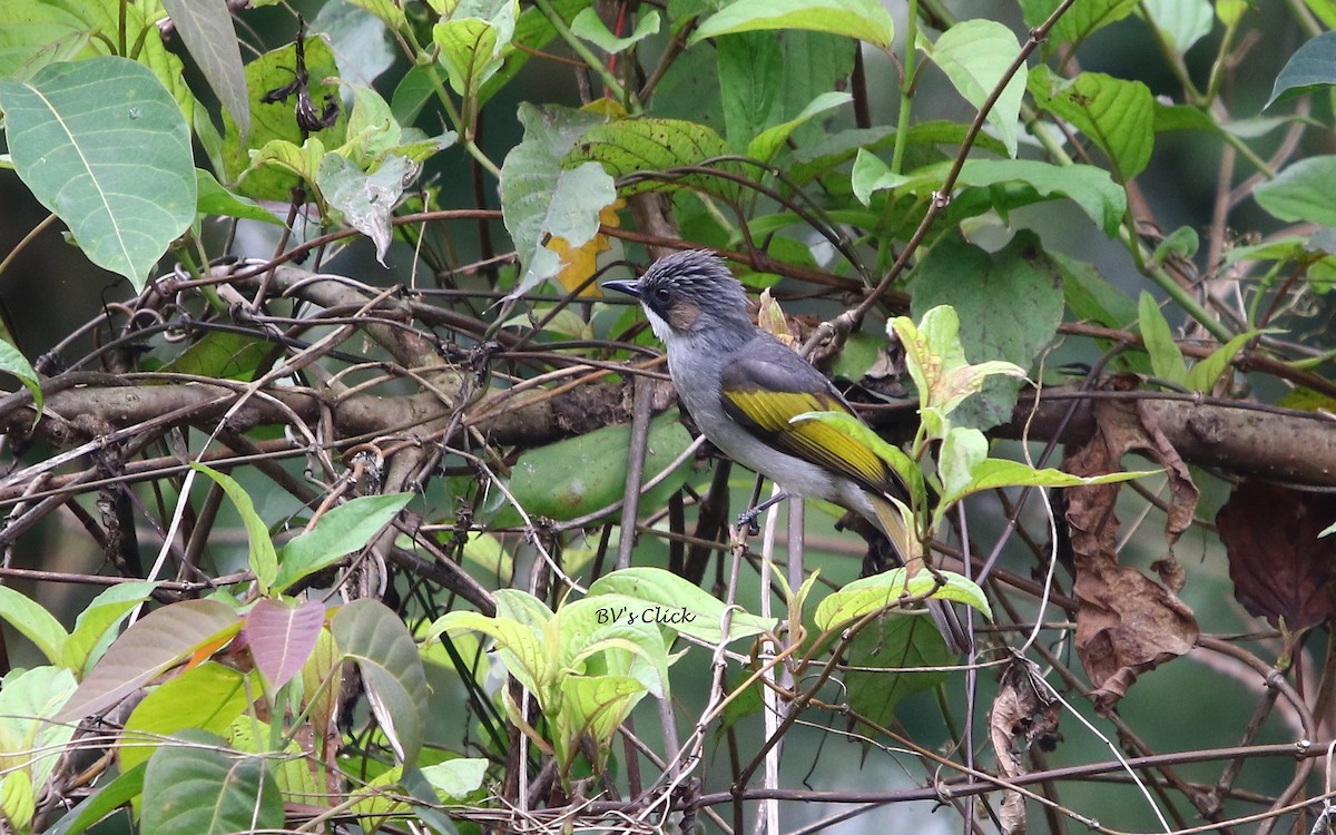 Bulbul Ceniciento - ML107025511