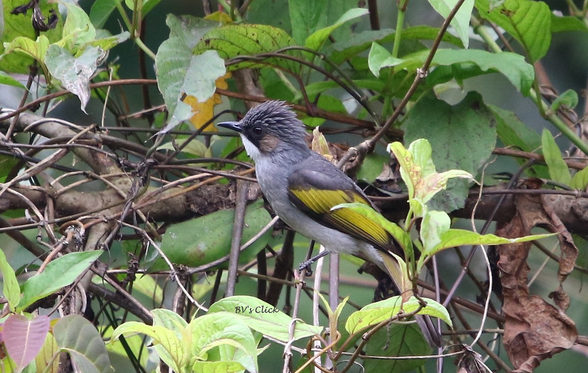 Bulbul Ceniciento - ML107025601