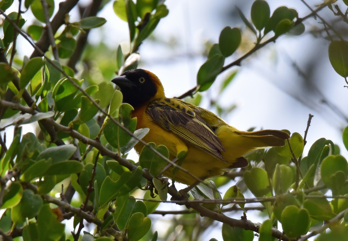 Lesser Masked-Weaver - ML107026291