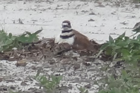 Killdeer - ML107027581