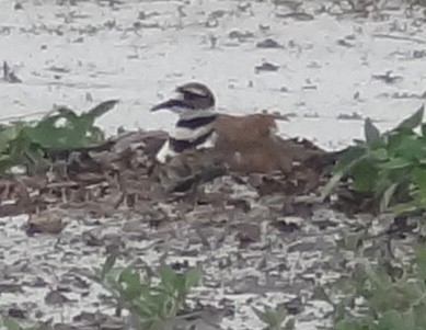 Killdeer - ML107027591