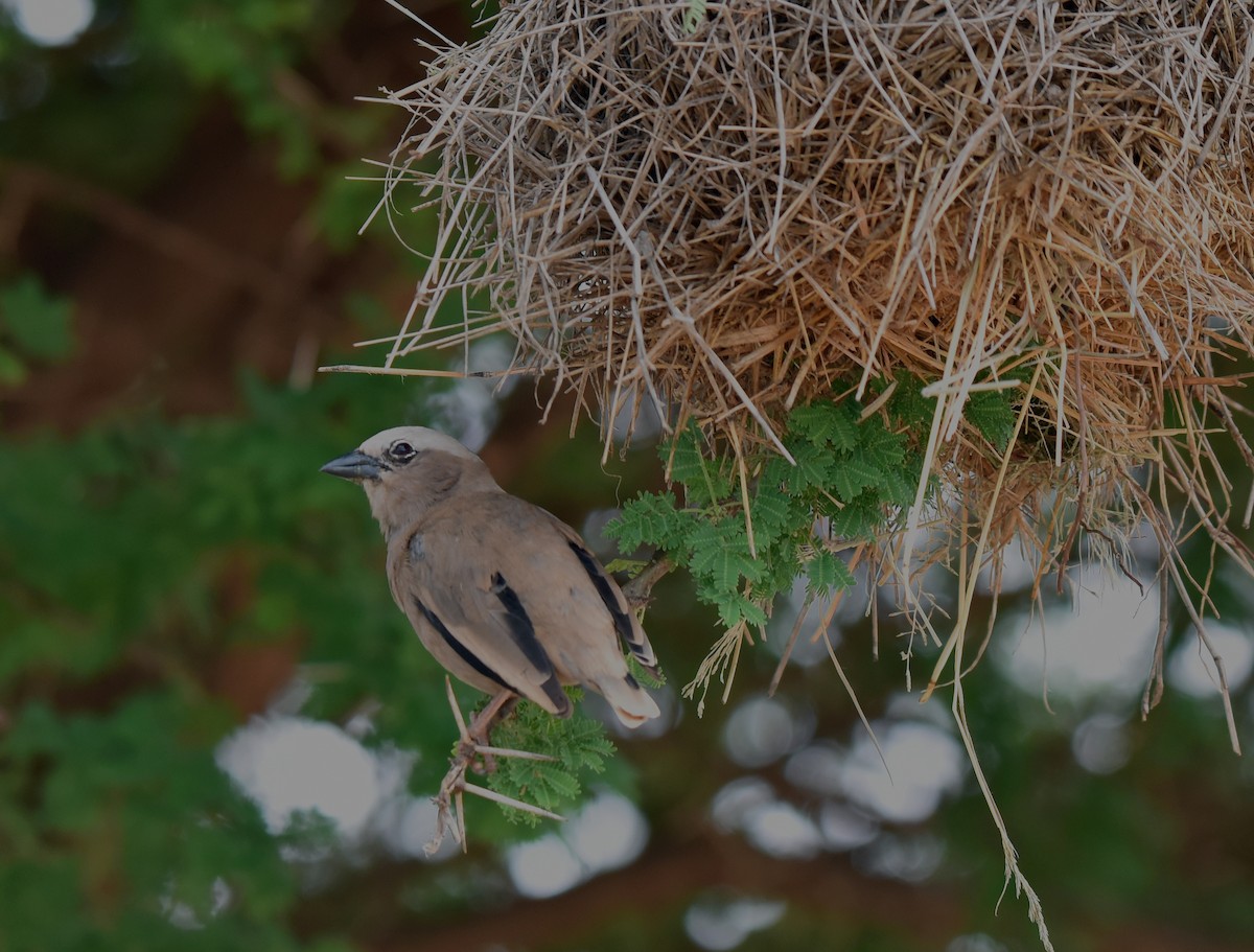 Gray-headed Social-Weaver - ML107030191