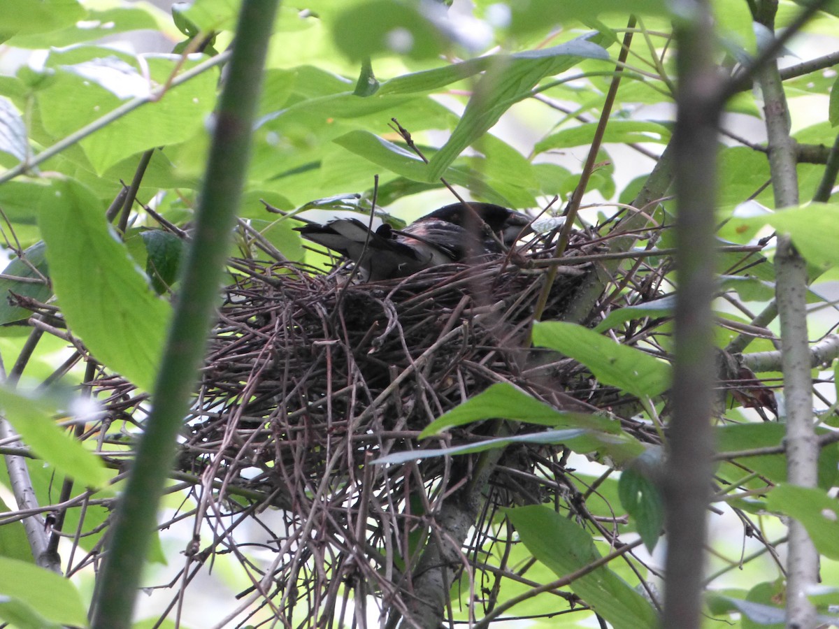 Black-headed Grosbeak - ML107030341