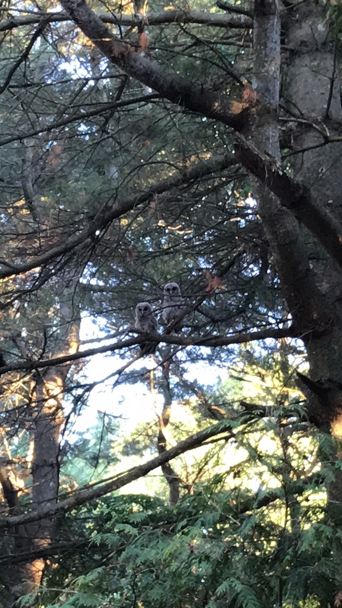 Barred Owl - George Ross