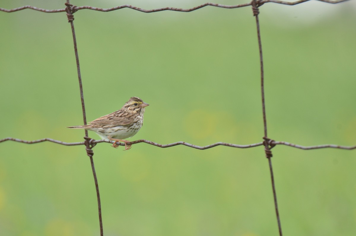 Savannah Sparrow - ML107031171