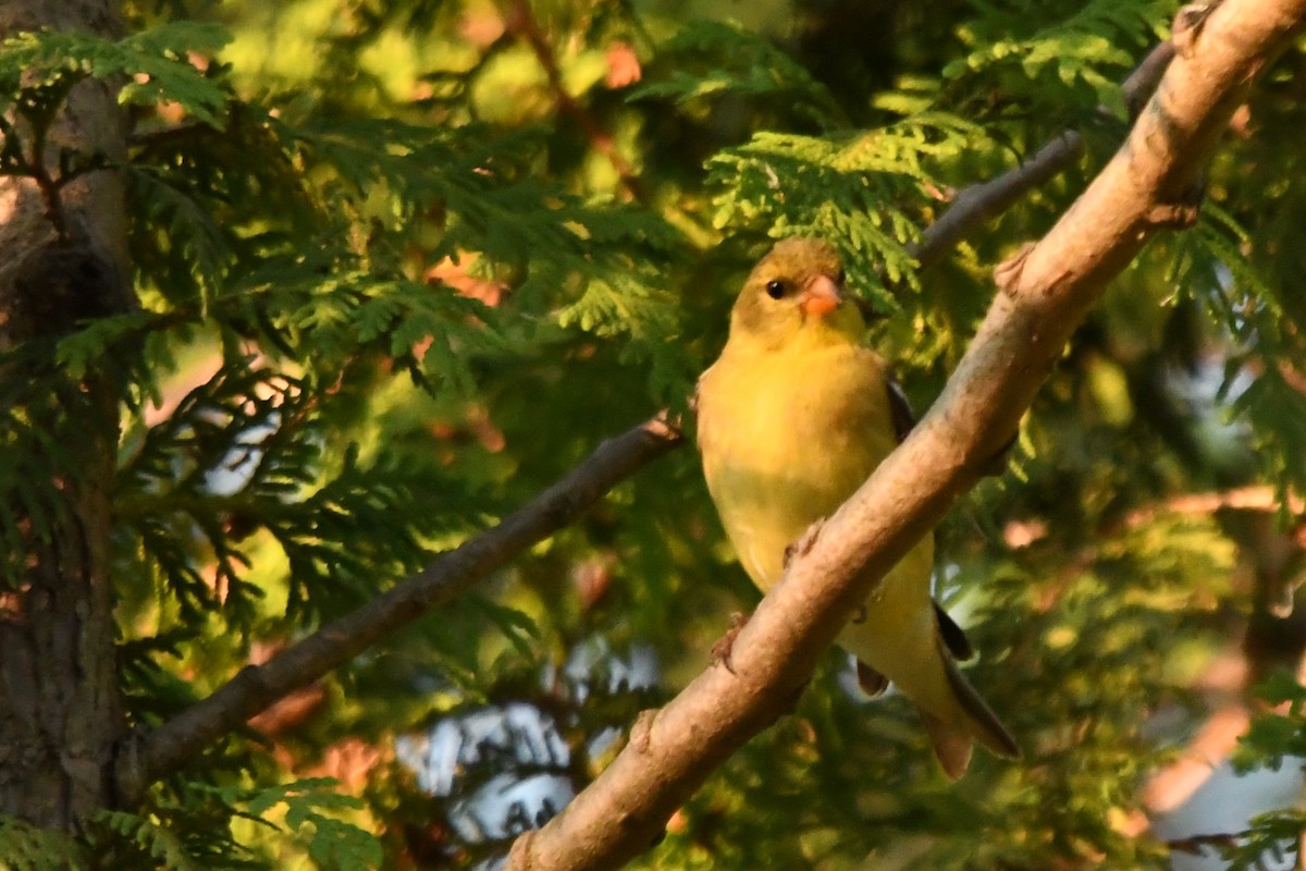 American Goldfinch - George Ross