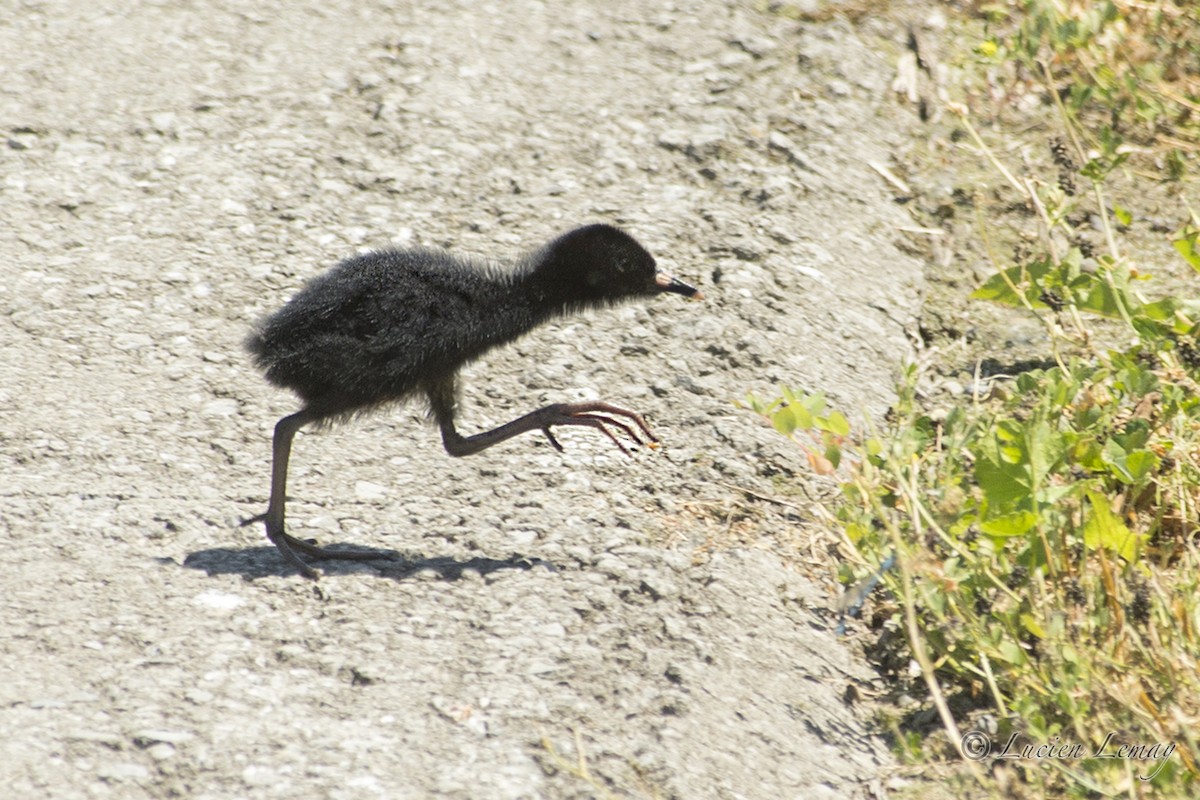 Virginia Rail - ML107031581