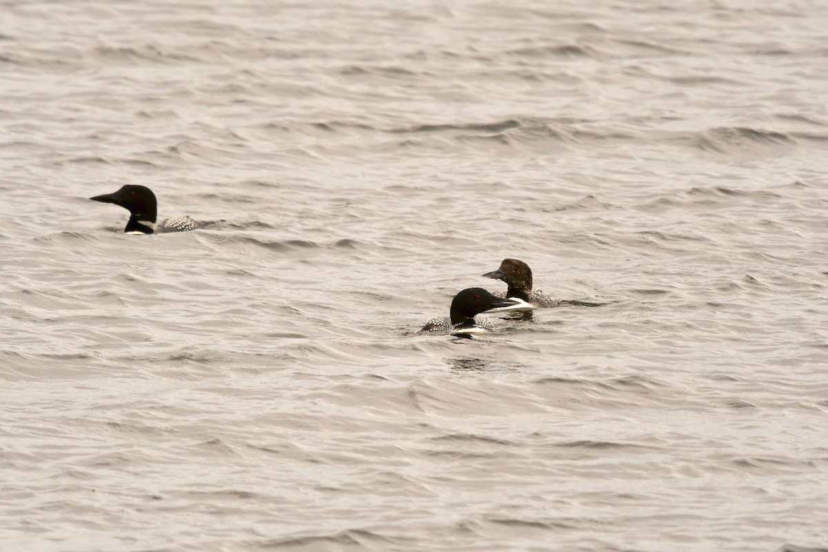 Common Loon - George Ross