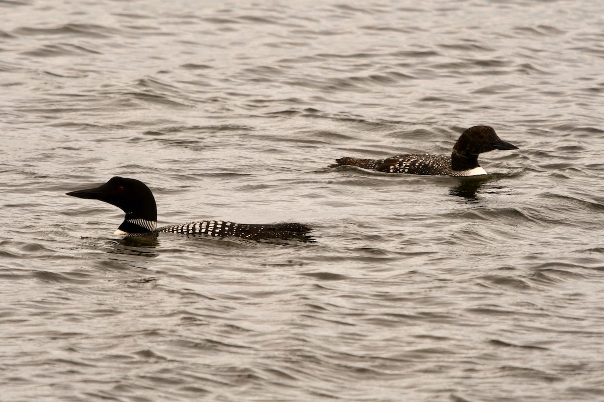Common Loon - George Ross