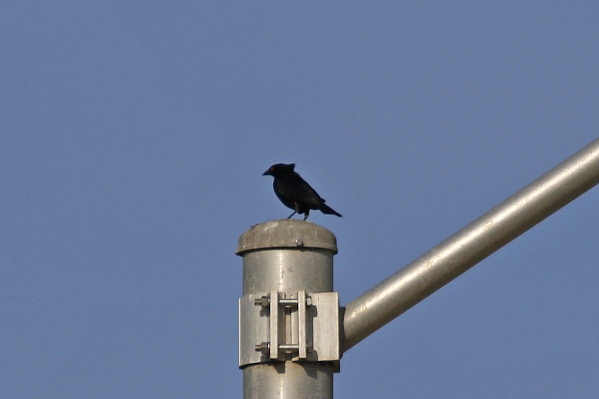 Bronzed Cowbird - ML107032481