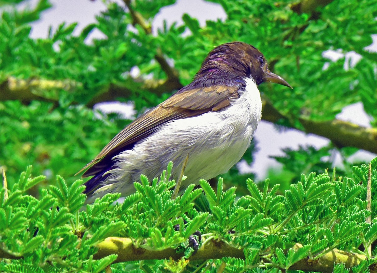 Eastern Violet-backed Sunbird - ML107034281