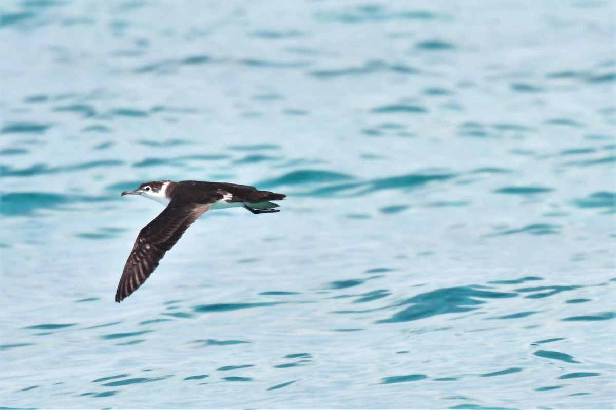 Audubon's Shearwater - Christopher Johnson