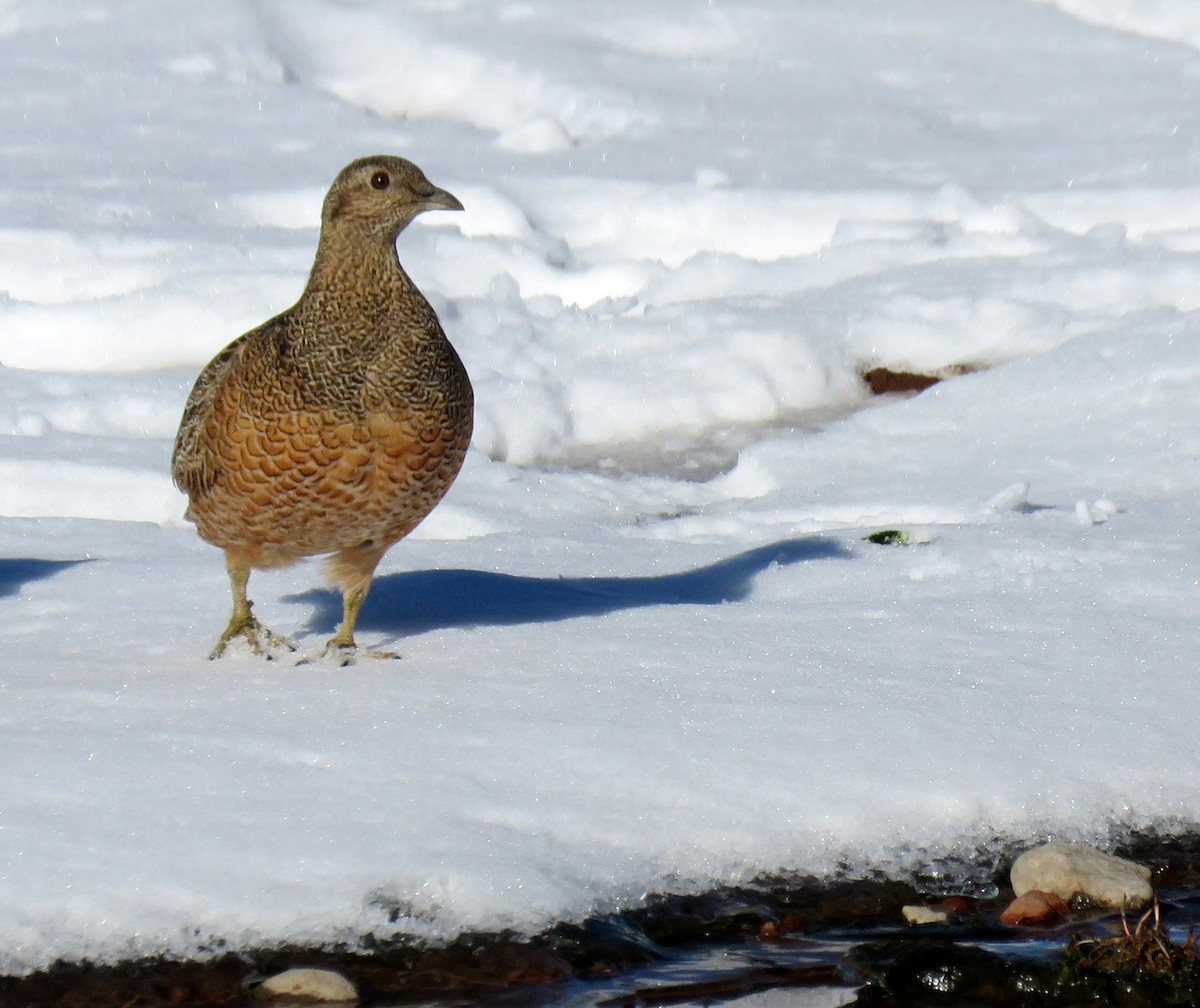 Rufous-bellied Seedsnipe - ML107035331