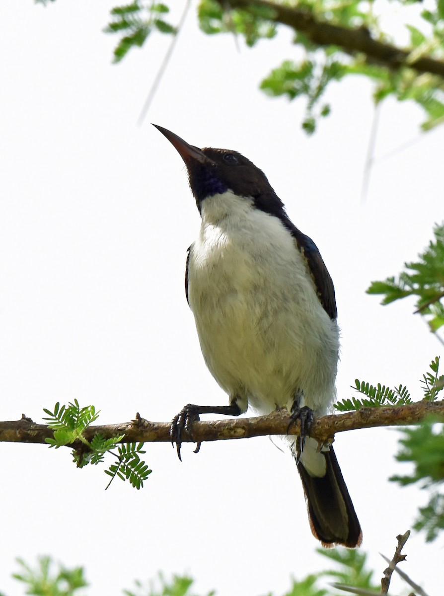 Eastern Violet-backed Sunbird - ML107035521