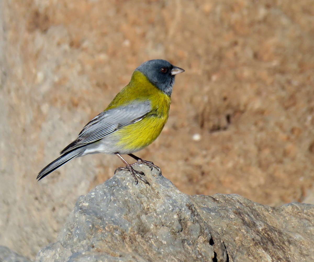 Gray-hooded Sierra Finch - ML107035531