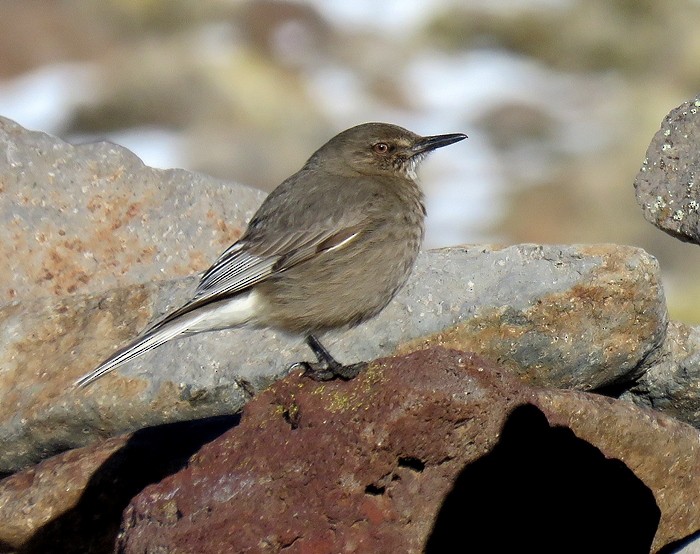 Black-billed Shrike-Tyrant - ML107035711